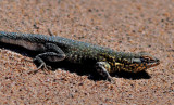 Lizard at Salt Creek