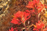 Indian Paint Brush