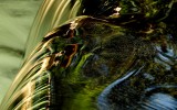 Fern Spring, Yosemite Valley, California, USA