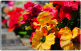 Flowers in the Garden of Memories Cemetery, Salinas