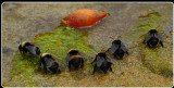 Bees Drinking from a stream at McClure Beach, Point Reyes