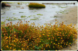 At McClure Beach, Point Reyes