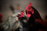 Free Range Chickens