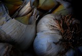 Garlic, Point Reyes Station Farmers Market