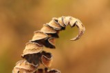 Dried Fern