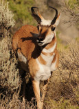 Male Pronghorn Antelope