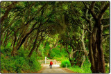 Green Tunnel, Christine Krieg in Red, along See Canyon Road, San Luis Obispo