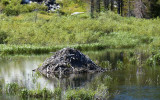 Beaver lodge.