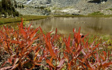 Plants and a tarn above Big McGee Lake.