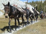 The mules pass us going toward our camp to pick up our gear.