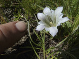 A close look at Mountain Gentian.