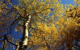 Looking up at the Aspens