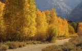 Trail of Aspens