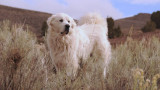 Great Pyrenees