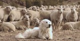 Great Pyrenees and His Flock