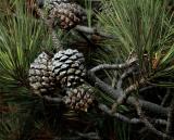 November 24, 2005 - Torrey Pines State Park - Pinescones