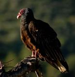 Turkey Vulture