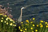 Heron, Wildflowers