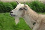 Nigerian Dwarf Goat