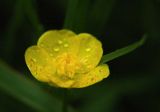 Wet Wildflower