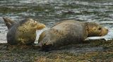 Harbor Seals, Near Devils Punch Bowl State Park