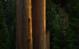 Sequoia Dawn