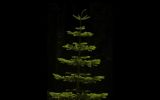 Sunlit Tree