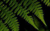 Ferns