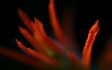 Indian Paintbrush - Closeup