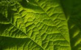 Backlit Leaf