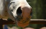 Balch Park Stable Horse