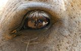 Reflection In An Eye