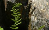 Fern, Shadow, Rock