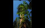 Dogwood Beneath the Genesis Tree