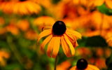 Flowers at Brookgreen Gardens