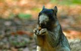 Fox Squirrel