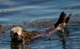 Sea Otter