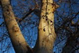 Moonrise, Winter - Chico, California