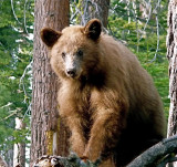 Bear Encounter - Yosemite National Park