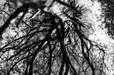 w_DSC2073bw.jpg