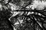 w_DSC2075bw.jpg