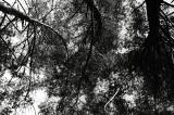 w_DSC2078bw.jpg
