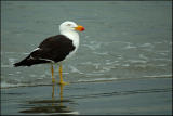 Goland austral - Pacific gull