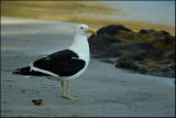Goland dominicain - Kelp gull