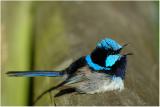 Mrion superbe - Superb fairy-wren