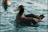 Ptrel gant - Northern Giant-Petrel