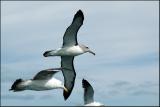 Albatros de Salvin - Shy Albatross + Goland dominicain - Kelp Gull