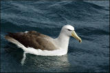 Albatros de Salvin - Shy Albatross