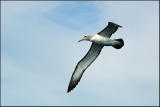 Albatros de Salvin - Shy Albatross