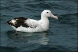 Albatros hurleur - Wandering Albatross